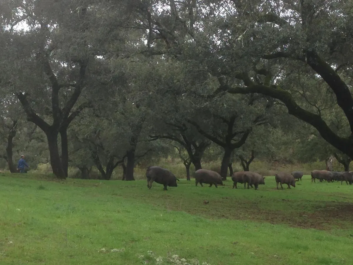 Casa Rural Monterrey Aroche Gospodarstwo wiejskie