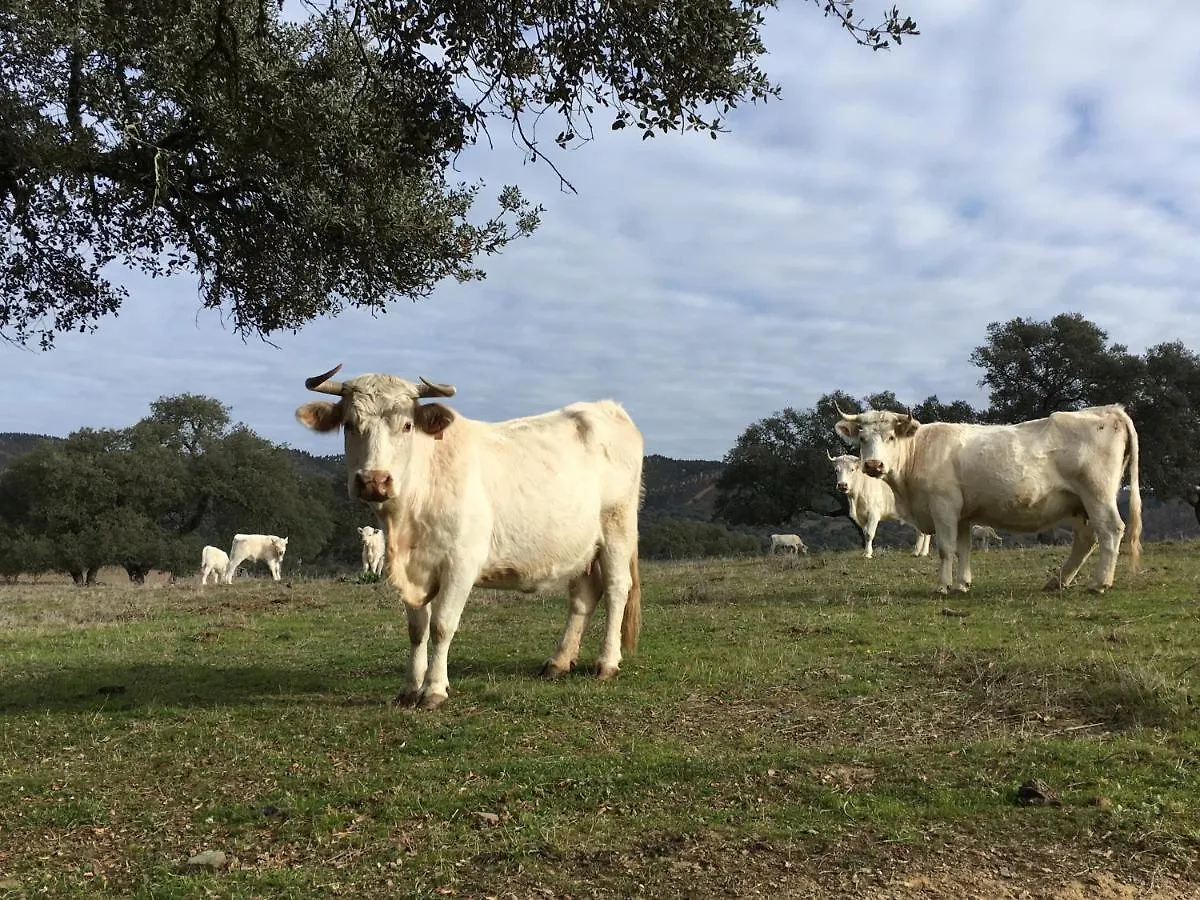 Gospodarstwo wiejskie Casa Rural Monterrey Aroche Hiszpania